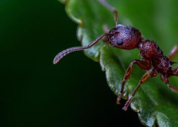 Hai Budi, Ini Aku Si Semut Mungil