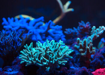 Fenomena Ayat Ayat Kelautan