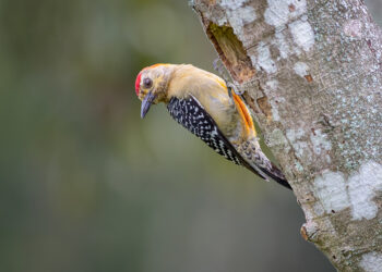 Kesempurnaan pada Fisik Burung
