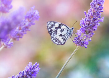Apa maksud dari ayat: “tidak ada paksaan dalam agama”?