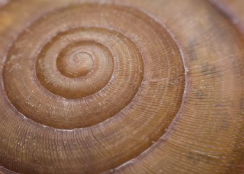 Bahasa Bijak Matematika