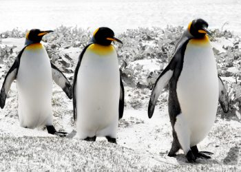 Hai Budi, Ini Aku Penguin Si Burung dari Laut