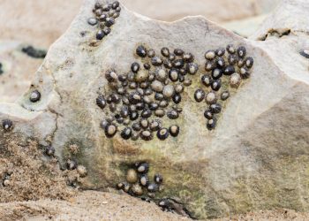 Apakah Gigi Siput Laut Biomaterial Terkuat di Dunia?