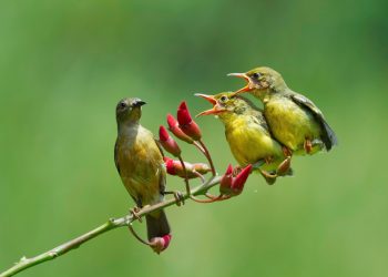 Menilik Kembali Konsep Seleksi Alam