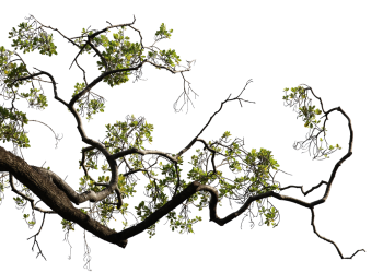 Hidup Adalah Alif Lam Mim