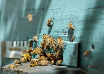 KESEHATAN – ILMU PENGETAHUAN – TEKNOLOGI (Edisi 4)