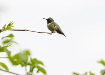 Seekor Burung Pencari Hakikat