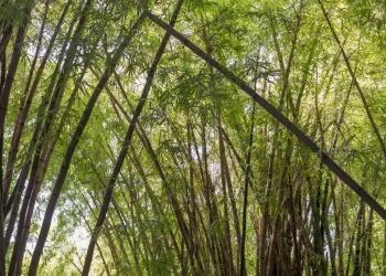 Teknologi Bambu Runcing pada Vent-1