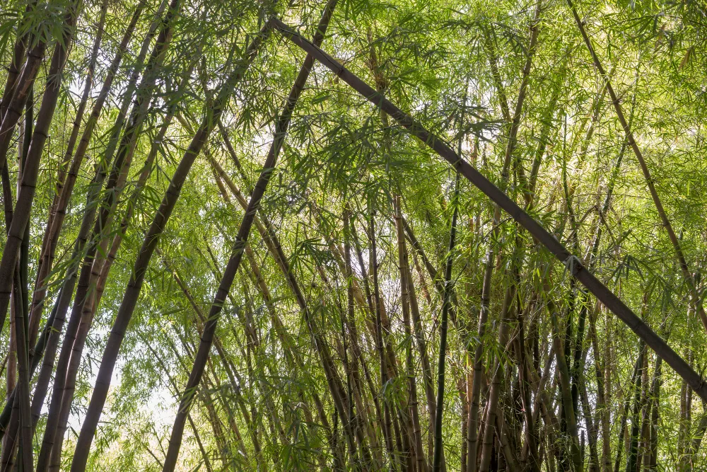Bambu Ruteng Teknologi Bambu Runcing pada Vent-1 - Majalah Mata Air