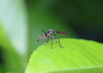 Dari Gigitan Seekor Nyamuk