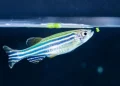 Zebrafish Pahlawan Baru Dunia Medis