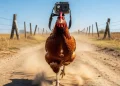 Ketika Ayam Mengajarkan Teknologi Stabilisasi
